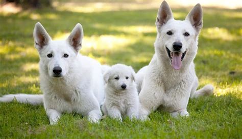 Berger Blanc Suisse Caract Re Origine Prix Ducation Et Conseils