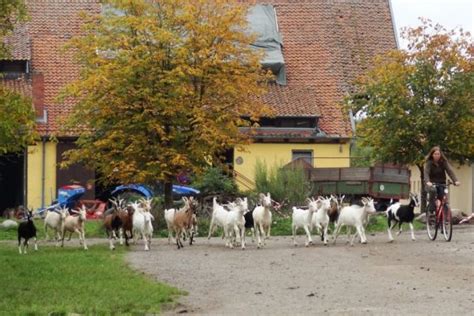 02 Ziegenjogging Gut Adolphshof