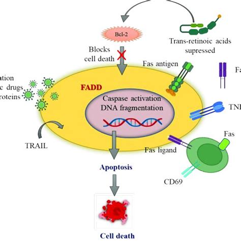 Role Of Apoptosis In Thyroid Disease Fadd Fas Associated Death Download Scientific Diagram