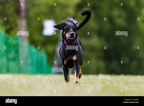 Mixed Breed Hound Mutt Running In Lure Coursing Dog Sport Stock Photo