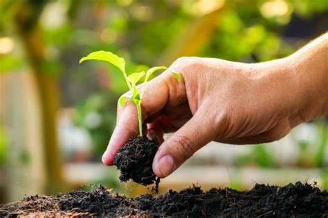 Semillas Guía de Jardinería