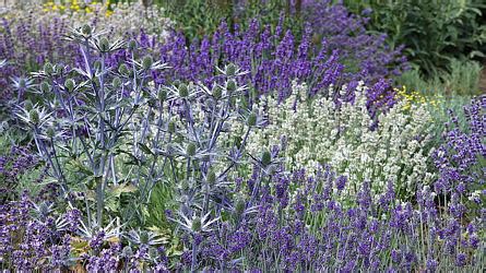 Lavendel Combineren Met Andere Planten Pvf Agbc