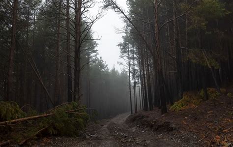 Sunlight Trees Forest Nature Morning Mist Wilderness Jungle