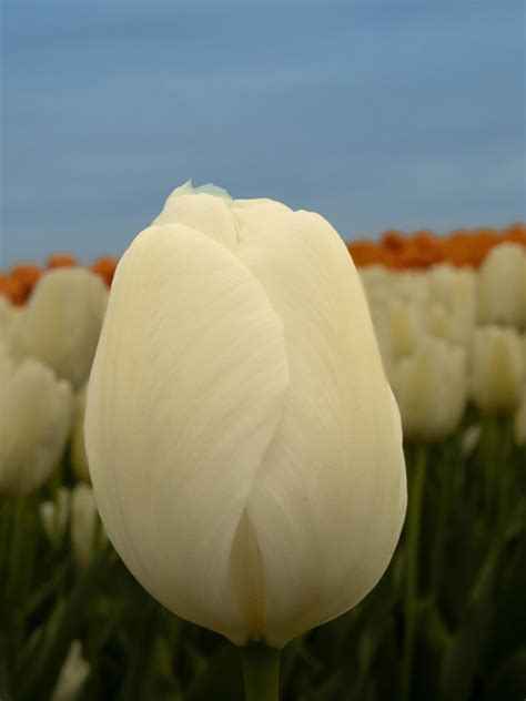 Roozengaarde Tulip Festival In Mount Vernon Wa Ramateurphotography