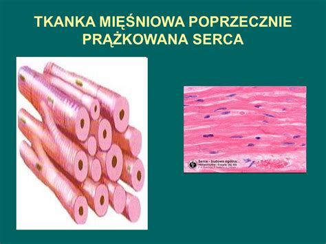 Tkanki Cz Owieka Ppt Pobierz