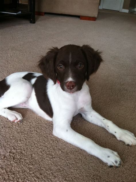 Brittany Spaniel Puppies Brittany Spaniel Cute Puppies