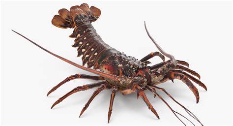 Langouste Rigged for Maya 3D Model $199 - .ma - Free3D