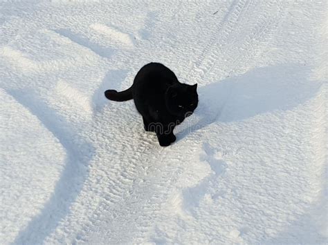 High Angle Shot Of A Cute Black Cat Resting On The Snow With Tire