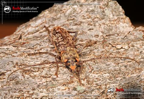 Red Oak Borer