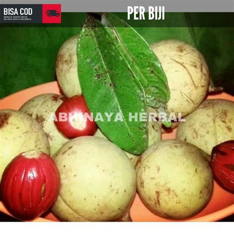 Jual Buah Pala Tua Segar Buah Pala Belum Kupas Per Butir Shopee