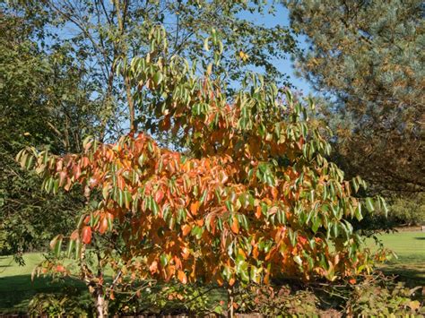 What Are Uses For Tupelo Trees Growing Various Types Of Tupelo Gum