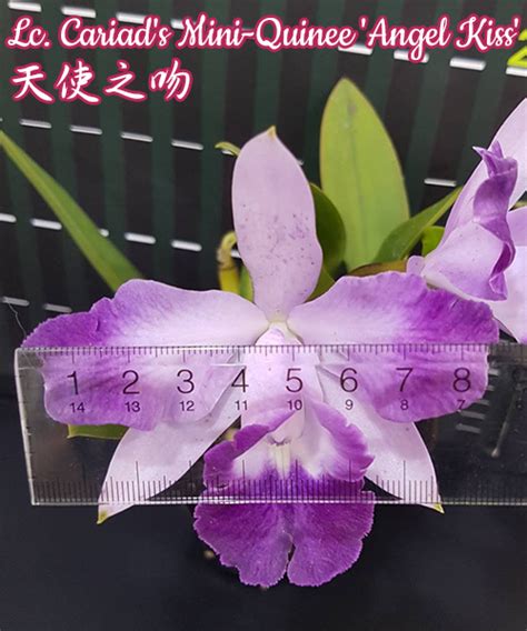 Lc. Cariad's Mini-Quinee 'Angel Kiss' (Орхідея, Каттлеї (роздрібні ціни ...