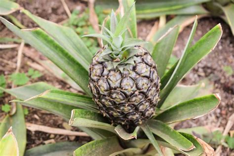 Growing Ananas, Pineapple Plant Close Up Stock Image - Image of ...