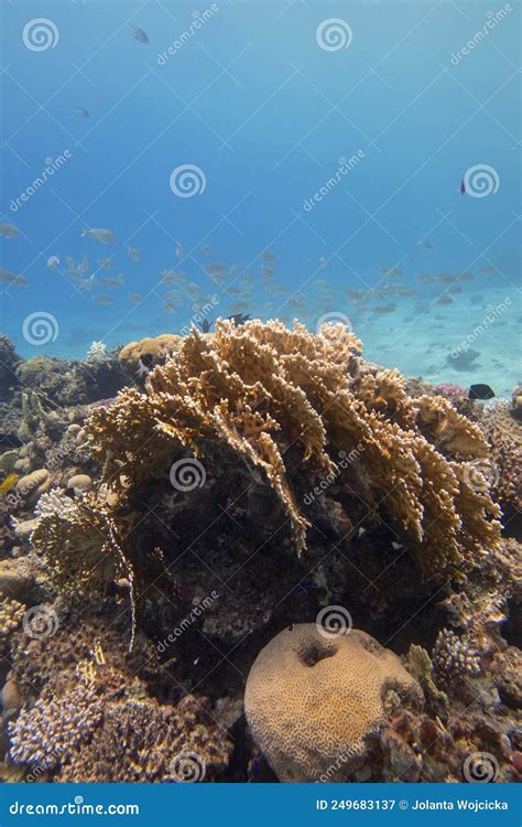 Recife De Coral Picturesco Colorido No Fundo Arenoso Dos Corais Duros