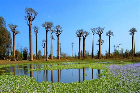 Madagascar Packages Book Madagascar Tour Holiday Packages At Best