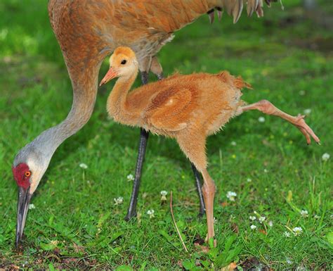 Baby Sandhill Crane Look Ma One Leg Jimridleyphotograp Jim