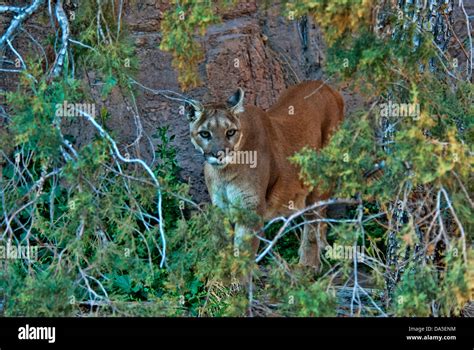 Mountain Lion Felis Concolor Lion Animal Usa United States