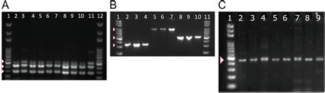 Pcr Amplification Of Mexab Oprm System Pyoverdine Receptors Genes