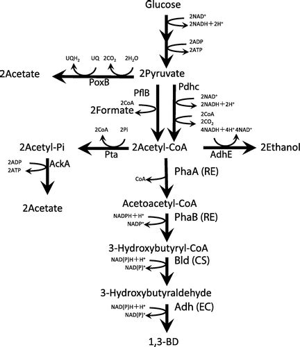 Full Article Enhancement Of R 13 Butanediol Production By