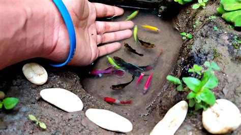 Wadidaw Dapat Ikan Cupang Warna Warni Ikan Molly Balon Lucu Ikan Mas