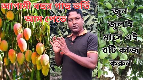 প্রতি বছর গাছ ভর্তি আম পেতে জুন জুলাই মাসে এই তিনটি কাজ করুন । আম গাছে ফলন বাড়ানোর উপায়। আম