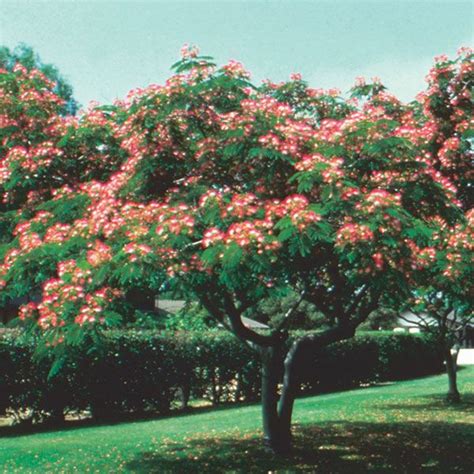 Persian Silk Tree Albizia Julibrissin Exotic Bonsai Tree Shrub Seeds For Africa