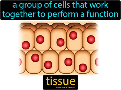 Tissue A Group Of Similar Cells Working Together To Perform The Same