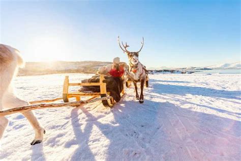 Rovaniemi Husky Park And Reindeer Farm Combo By Minibus Getyourguide