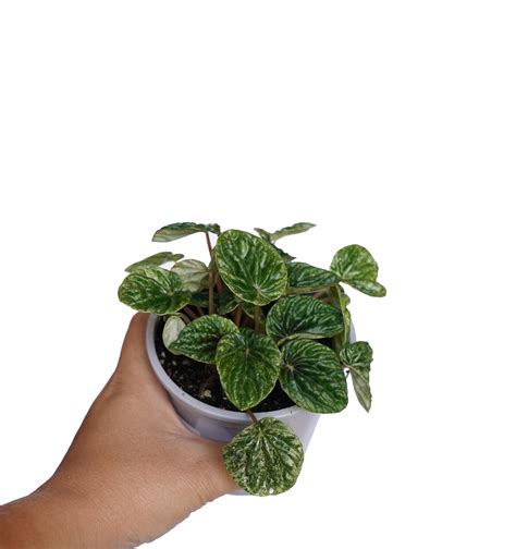 Peperomia Caperata Spring Colours Nursery