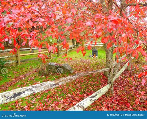 John Belushi`s Burial Place On Martha`s Vineyard Stock Photo Image Of