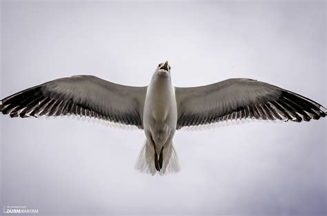 wallpaper burung burung camar paruh penerbangan burung laut