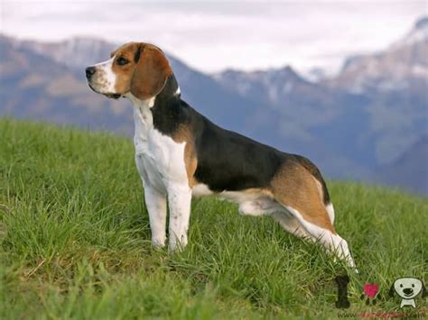 Razas De Perros Con Orejas Larga Con Fotos