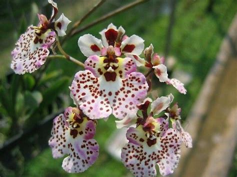 Pin On Orchids Thaju Oncidium Orchidaceae Orchids