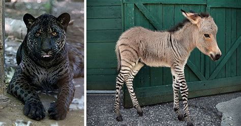 Real Leopon Wolf Dog
