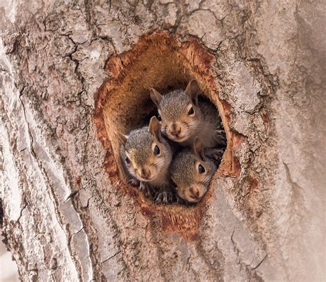 Top Pictures Pictures Of Squirrel Nest Superb