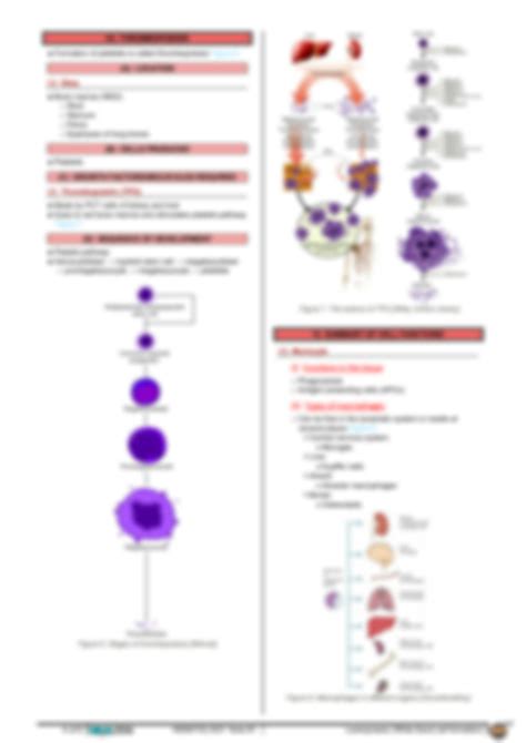 SOLUTION 346 Hematology Physiology Leukopoiesis White Blood Cell