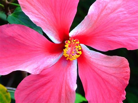 Malvaceae 錦葵科 Chinese Rose Hibiscus Rosa Sinensis 大紅花 Flickr