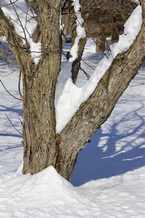 Tessitura Invernale Di Un Albero Di Mele Decidue Nude Ghiacciato Fotografia Stock Immagine Di