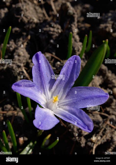 Luciles Glory Of The Snow Chionodoxa Luciliae Syn Scilla Luciliae