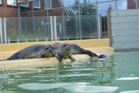 Seehundstation Nationalpark Haus In Norddeich