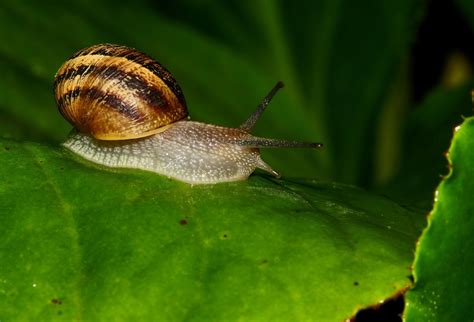 Free Picture Snail Slow Gastropod Invertebrate Shellfish Slug