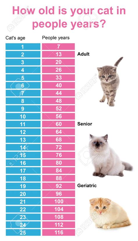 Normal Cat Weight Chart By Age Kg