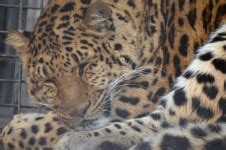 Jaguar Sleeping Free Stock Photo - Public Domain Pictures