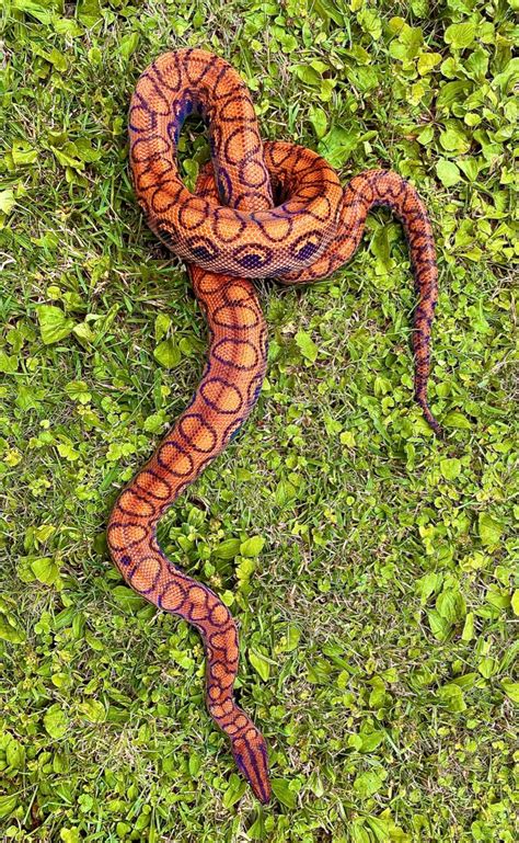 Brazilian Rainbow Boa Cool Snakes Snake Venom Cobra Snake Beautiful