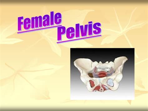 Female Pelvisfinalppt