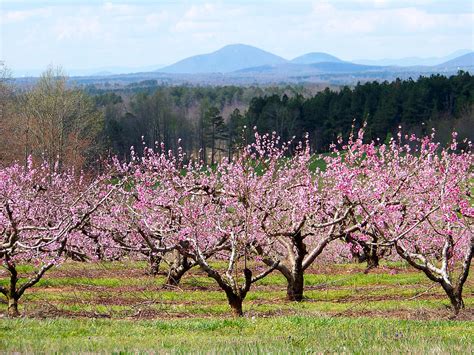 North Georgia Peach Trees In Bloom Photograph By Judy Grindle Shook