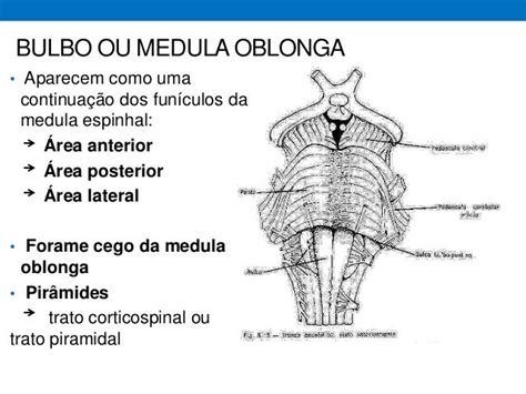 Tronco Encefálico Snc