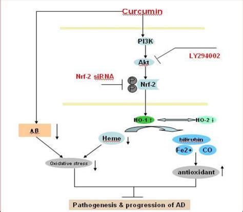 A Proposed Mechanism For The Cytoprotective Effects Of Curcumin Against