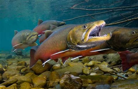 Bull Trout Facts And Info