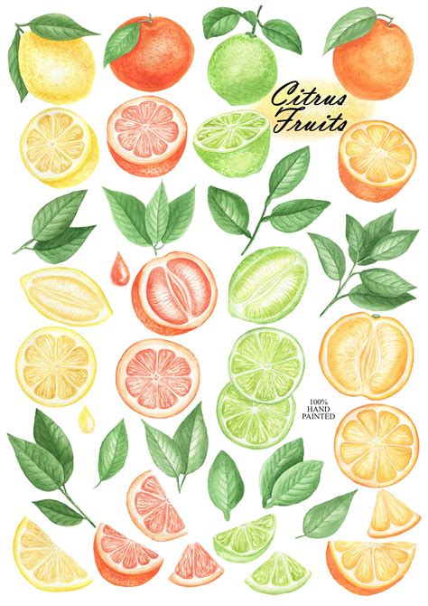 Watercolor Citrus Fruit Clipart Fresh Summer Lemon Orange Etsy